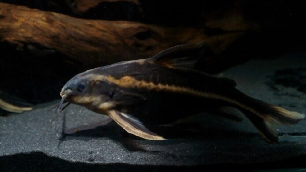 striped-raphael-catfish