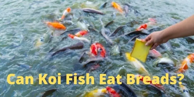 can koi fish eat bread, feeding koi fish bread, do koi fish eat bread