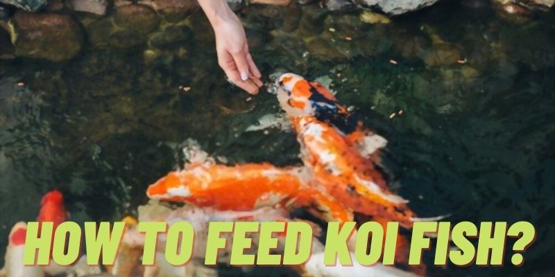 how to feed koi fish
