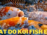 What Do Koi Fish Eat? (Food List & Feeding Tips)