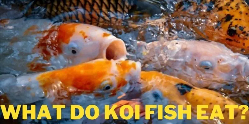 what do koi fish eat, feeding koi , what do koi eat, foods for koi fish