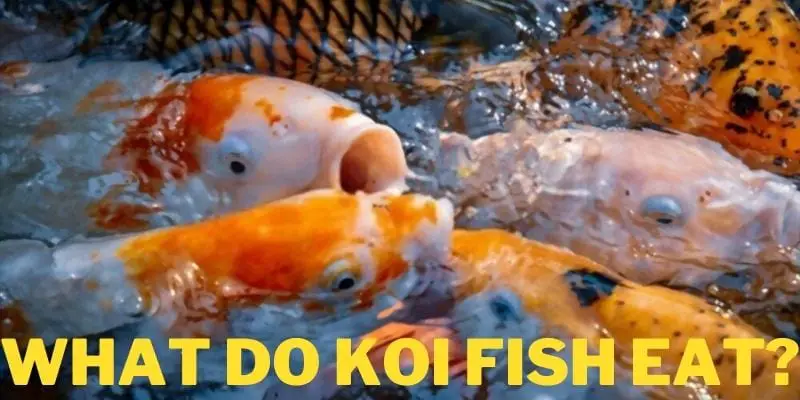 What Do Koi Fish Eat Best Food List Feeding Guide