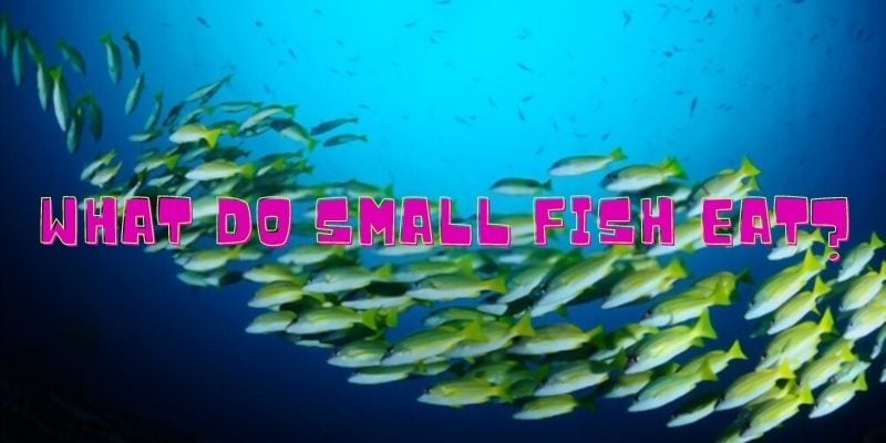 what do small fish eat