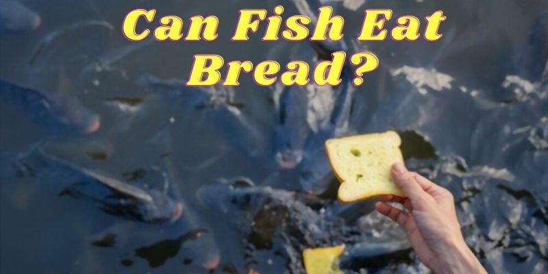 can fish eat bread