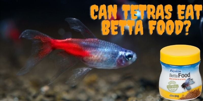 can tetras eat betta food