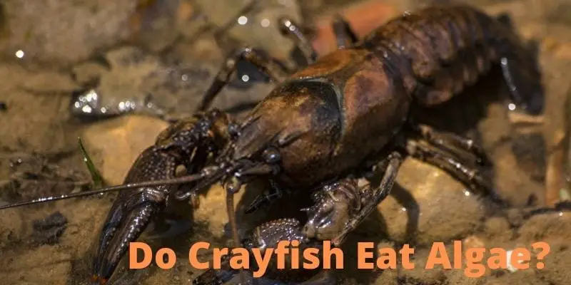 do crayfish eat algae