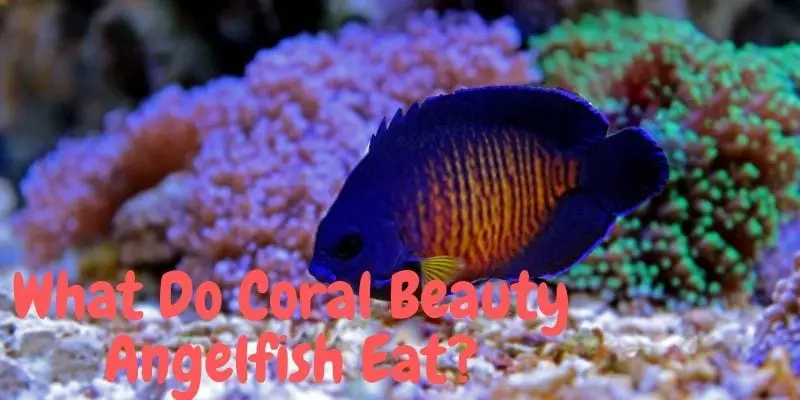 what do coral beauty angelfish eat