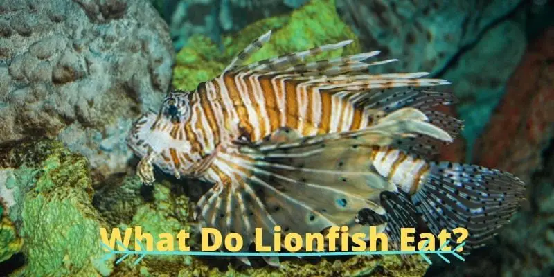 what do lionfish eat
