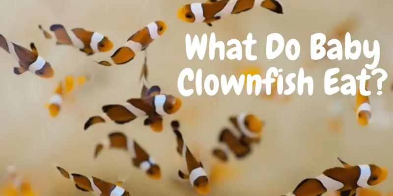 what do baby clownfish eat