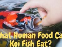 What Human Food Can Koi Fish Eat? (Foods & Feeding Tips)