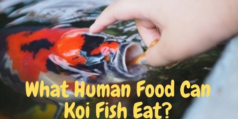 what human food can koi fish eat, feeding human foods to koi