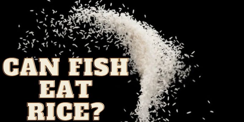 can fish eat rice, do fish eat rice, feeding fish rice