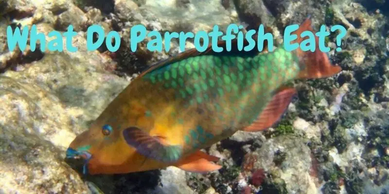 what do parrotfish eat