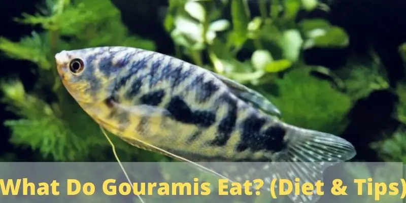 what do gouramis eat, gourami food, gouramis diet, what does gourami eat