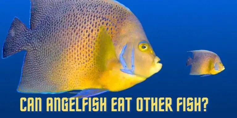 Do Angelfish Eat Other Fish? (Know The Fact)