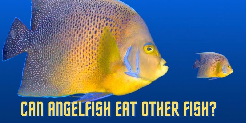 Do angelfish eat other fish, can angelfish eat other fish