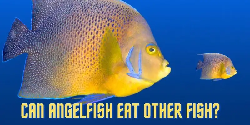 Do angelfish eat other fish, can angelfish eat other fish