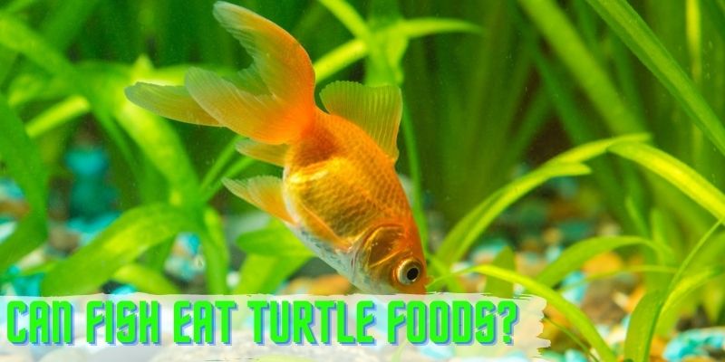 can fish eat turtle foods, can you feed fish turtle food, what fish can eat turtle food
