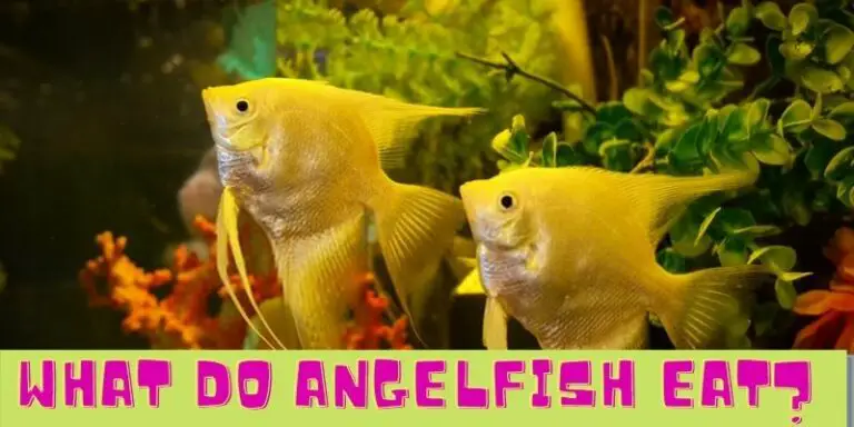 What Do Angelfish Eat? (Best Foods & Feeding Tips)
