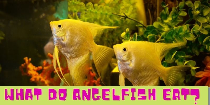 what do angelfish eat, feeding angelfish, angelfish searching for foods