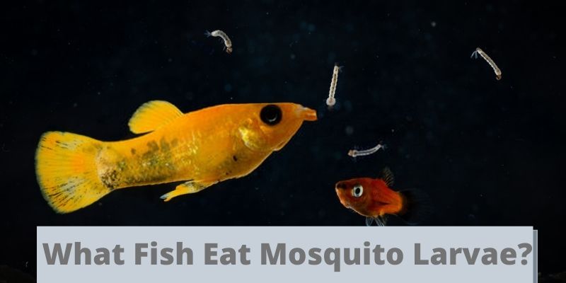 what fish eat mosquito larvae, fish that eat mosquito larvae, mosquito larvae eating fish