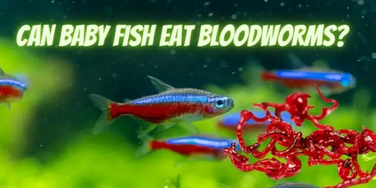 Can Baby Fish Eat Bloodworms? (Know The Fact)