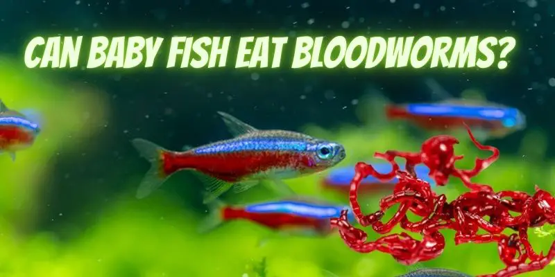 can baby fish eat bloodworms, can small fish eat bloodworms