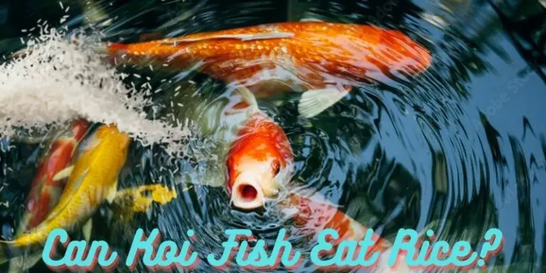 Can Koi Eat Rice? (Know The Fact)