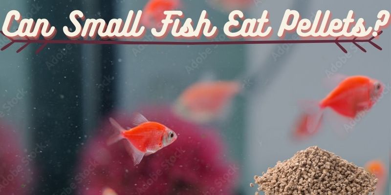 can small fish eat pellets, do small fish eat pellets, can baby fish pellets
