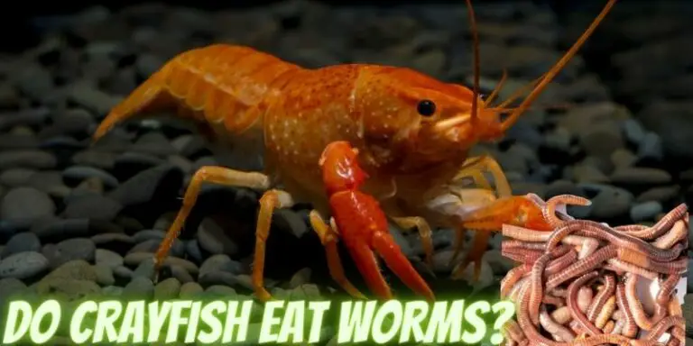 Do Crayfish Eat Worms? (Know The Fact)