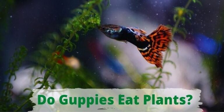 Do Guppies Eat Plants? (Know The Fact)