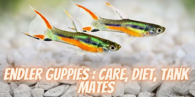 Endler guppies, Endler guppy care guide