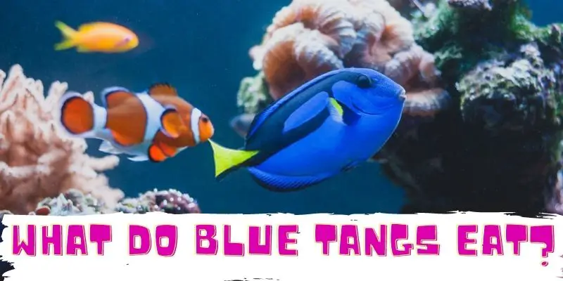 what do blue tangs eat, feeding blue tangs, blue hippo tangs food