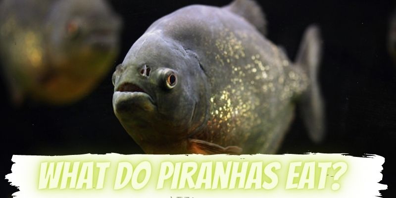 what do piranhas eat, feeding piranhas, piranhas food