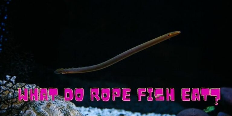 What Do Rope Fish Eat? (Snakefish Foods & Feeding Tips)