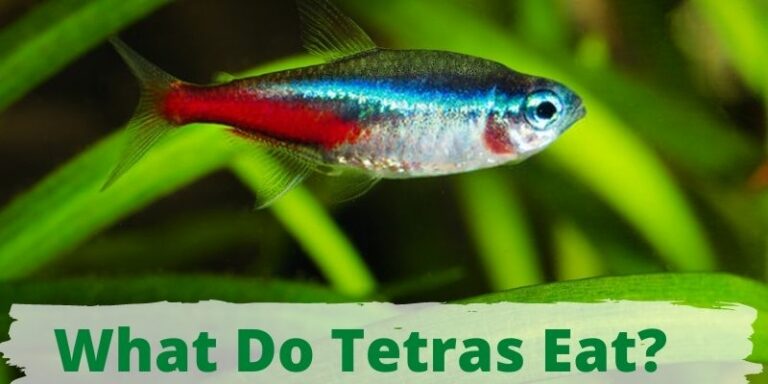 What Do Tetras Eat? (Favorite Foods & Feeding Tips)