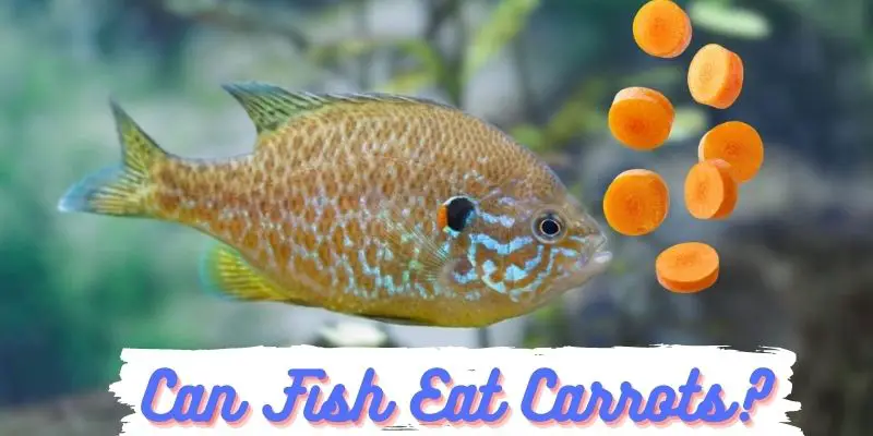 can fish eat carrots, do fish eat carrots