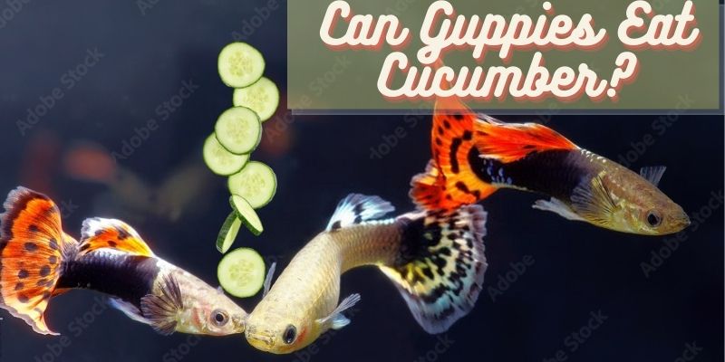 can guppies eat cucumber, do guppies eat cucumber