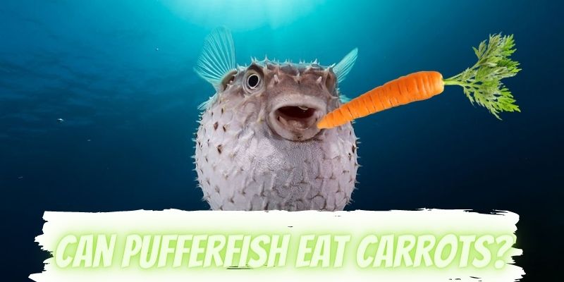 can pufferfish eat carrots, do pufferfish eat carrots