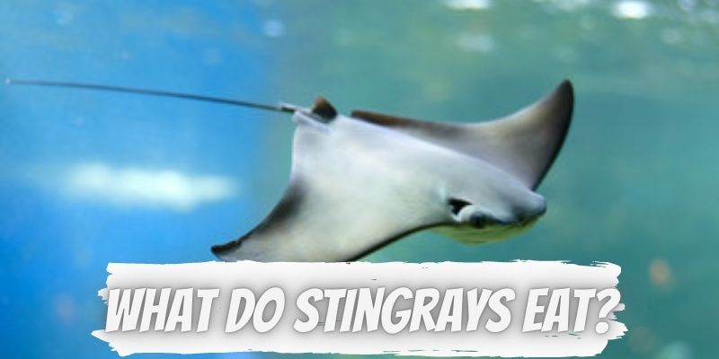 what do stingrays eat, stingrays foods