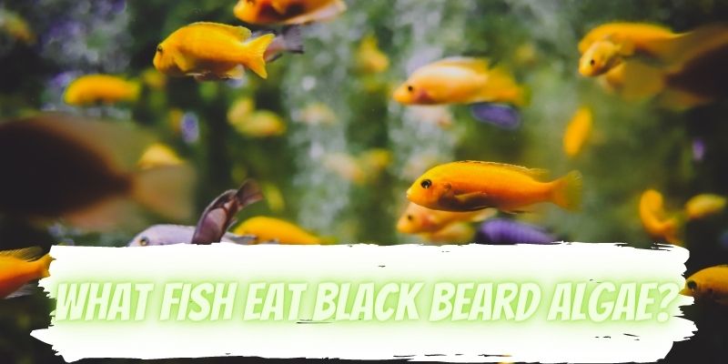 what fish eat black beard algae, fish that eat black beard algae