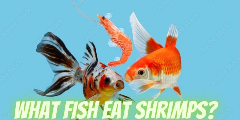 what fish eat shrimps, fish that eat shrimp