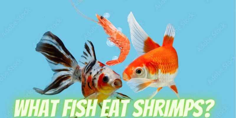 What Fish Eat Shrimp? A Guide to Shrimp Predators in Your Aquarium