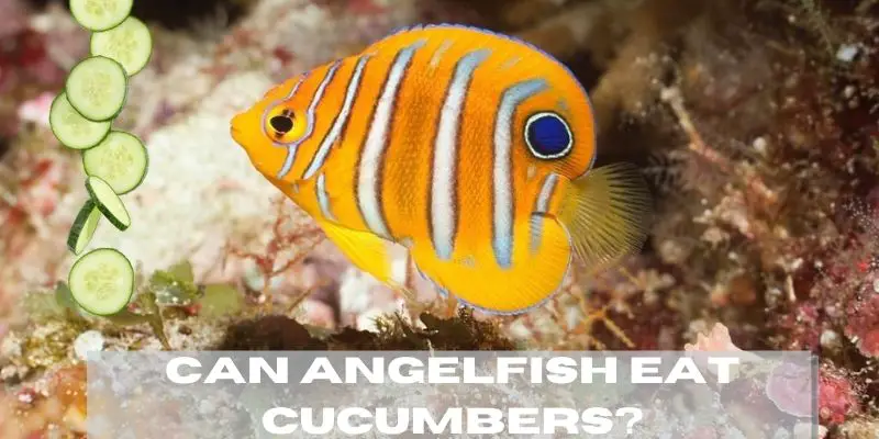 can angelfish eat cucumbers, do angelfish eat cucumbers, feeding cucumbers to angelfish, an angelfish looking at cucumbers,