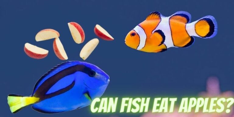 Can Fish Eat Apples? (Safe or Not?)