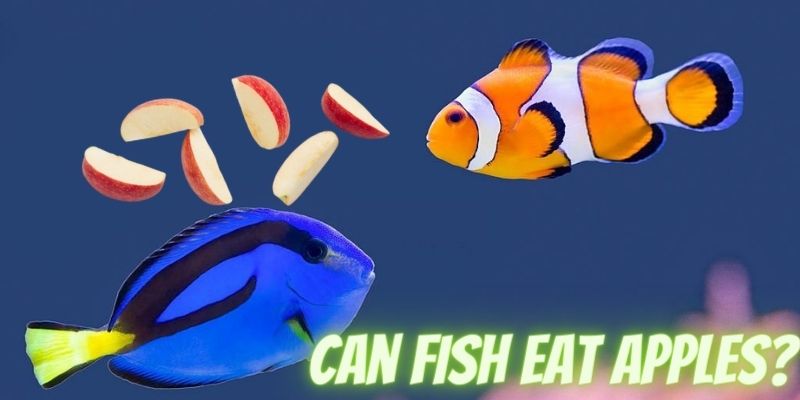 can fish eat apples, do fish eat apples