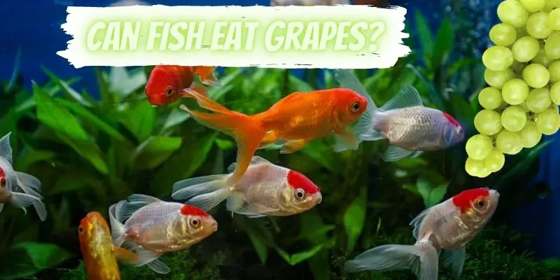 can fish eat grapes, do fish eat grapes
