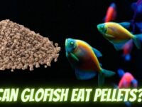 Can Glofish Eat Pellets? (Safe or Not?)