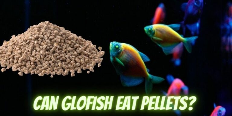 Can Glofish Eat Pellets? (Safe or Not?)