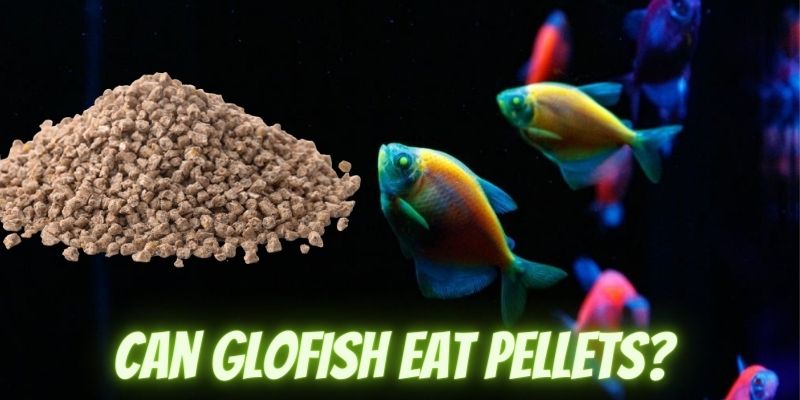 can glofish eat pellets, do glofish eat pellets